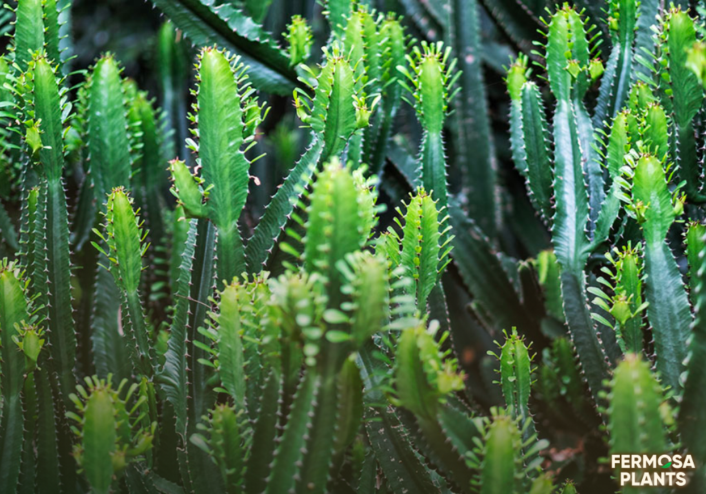 How To Care for a Euphorbia