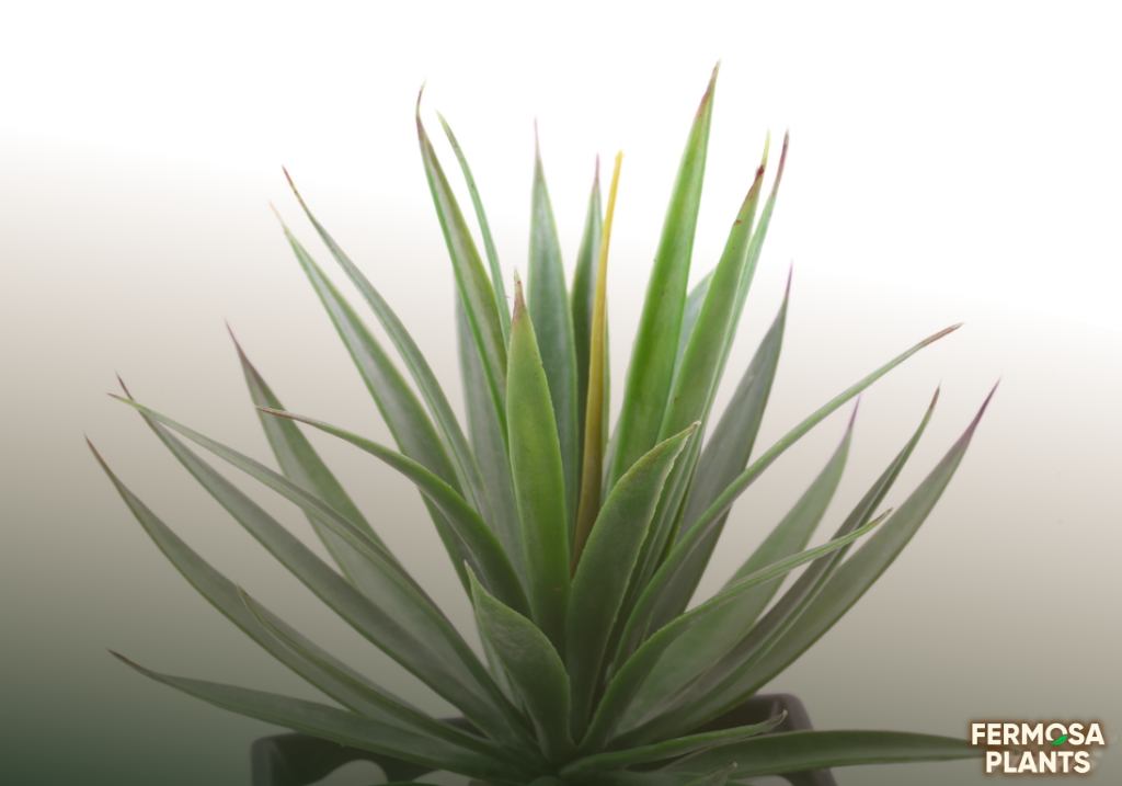 How to Grow and Care for Agave