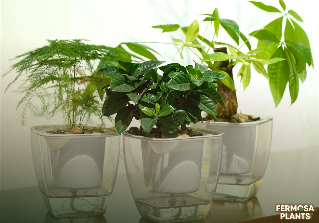 Self Watering Pots: The basic guide