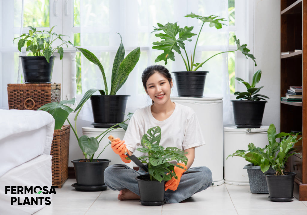 Don’t be afraid of Trifasciata variety of Sansevieria
