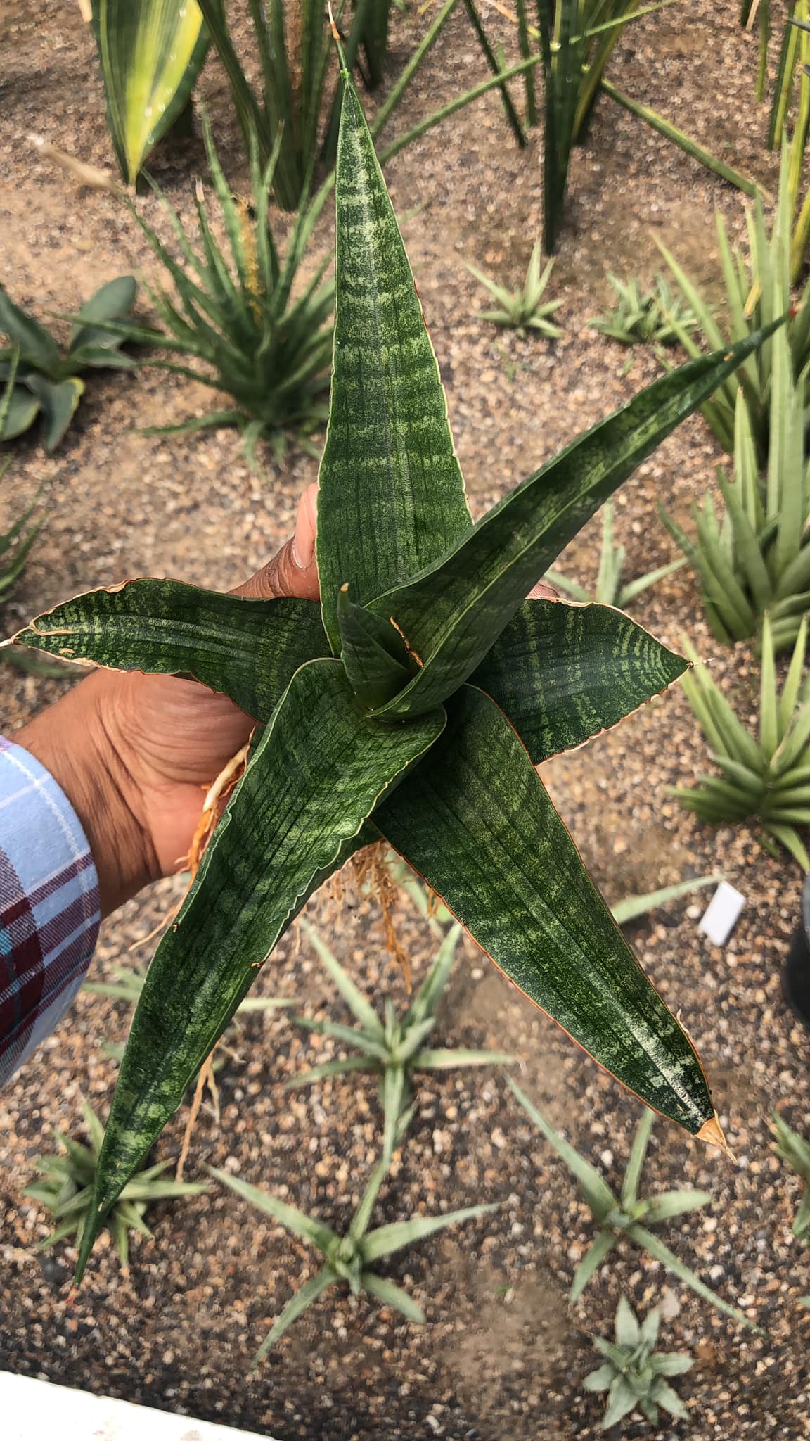 Sansevieria Rahwana large