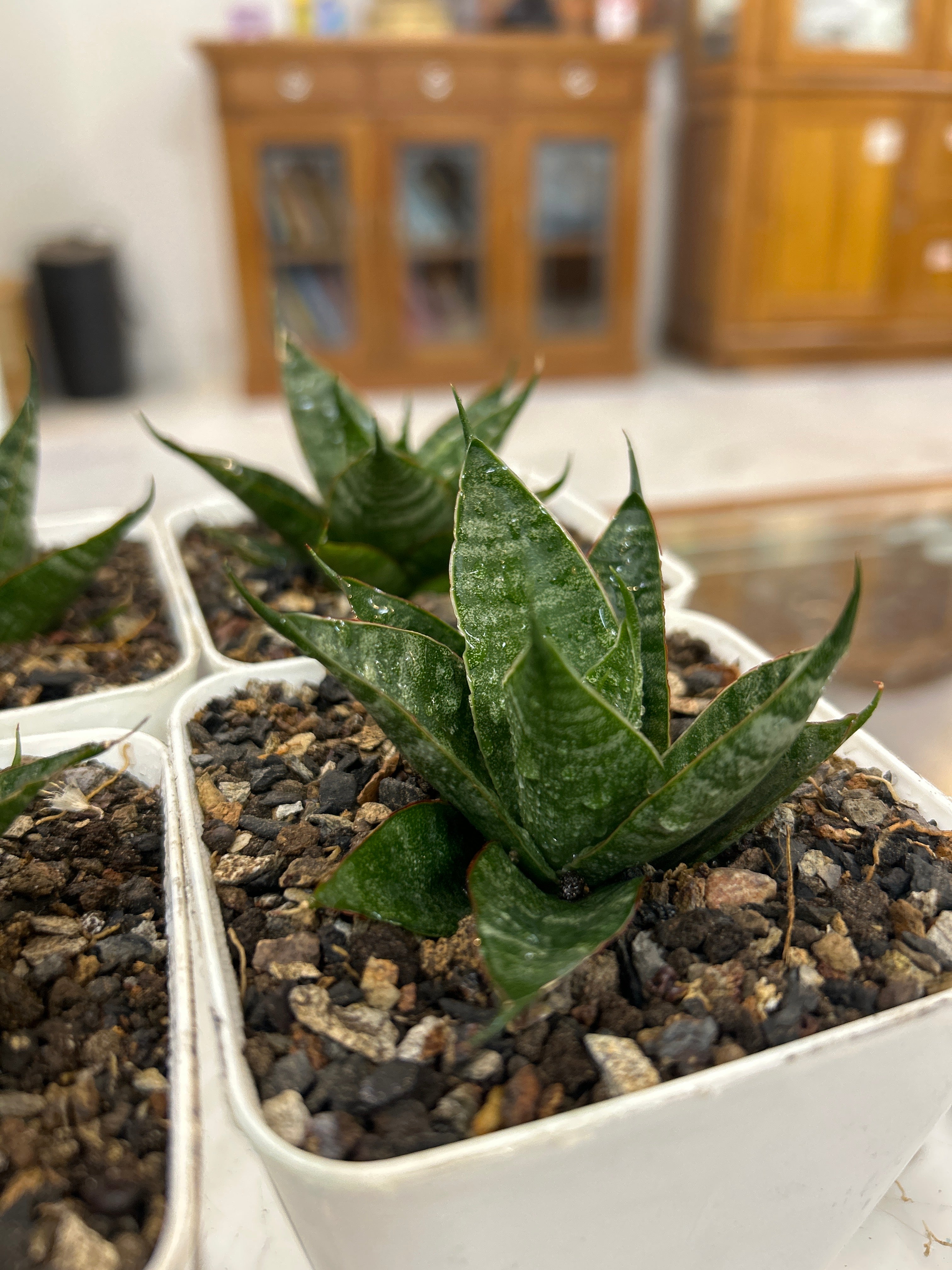 Sansevieria DRAGON SCALES