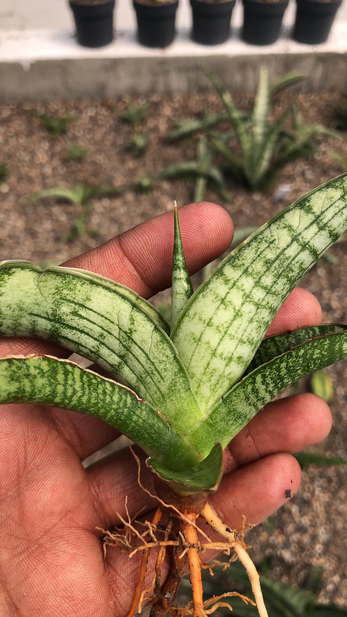 Sansevieria Silver Sulfer