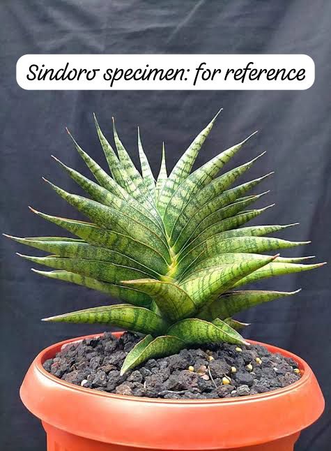 Sansevieria Combo #53 (Sindoro & Sweet Celery/Sea Urchin)