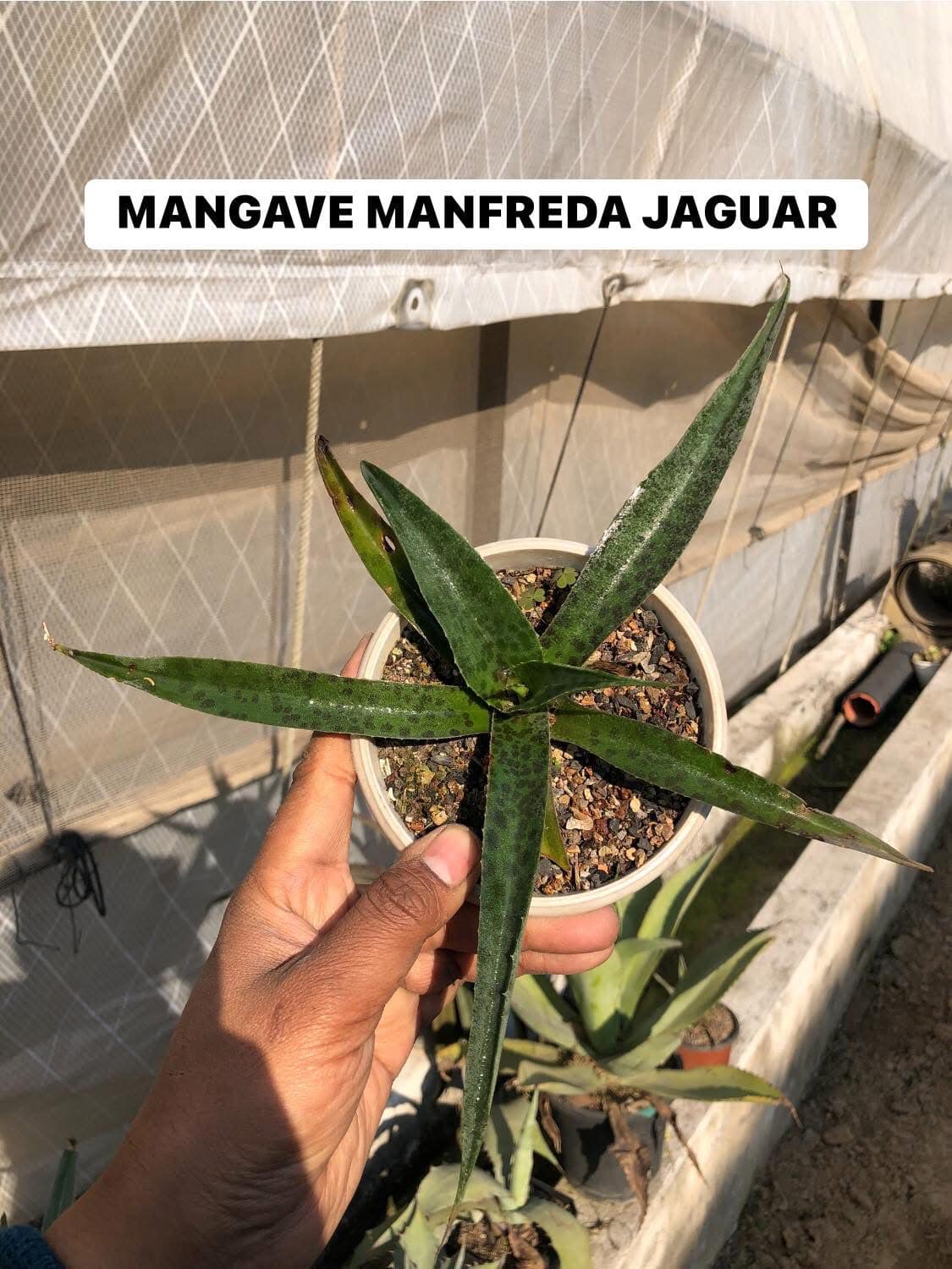 Agaves/Mangave Combo #121 (nine plants)