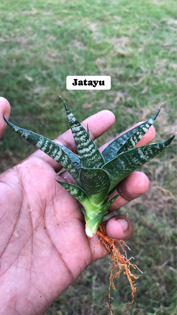 Sansevieria Combo #36 (Four Popular Indonesian hybrids)