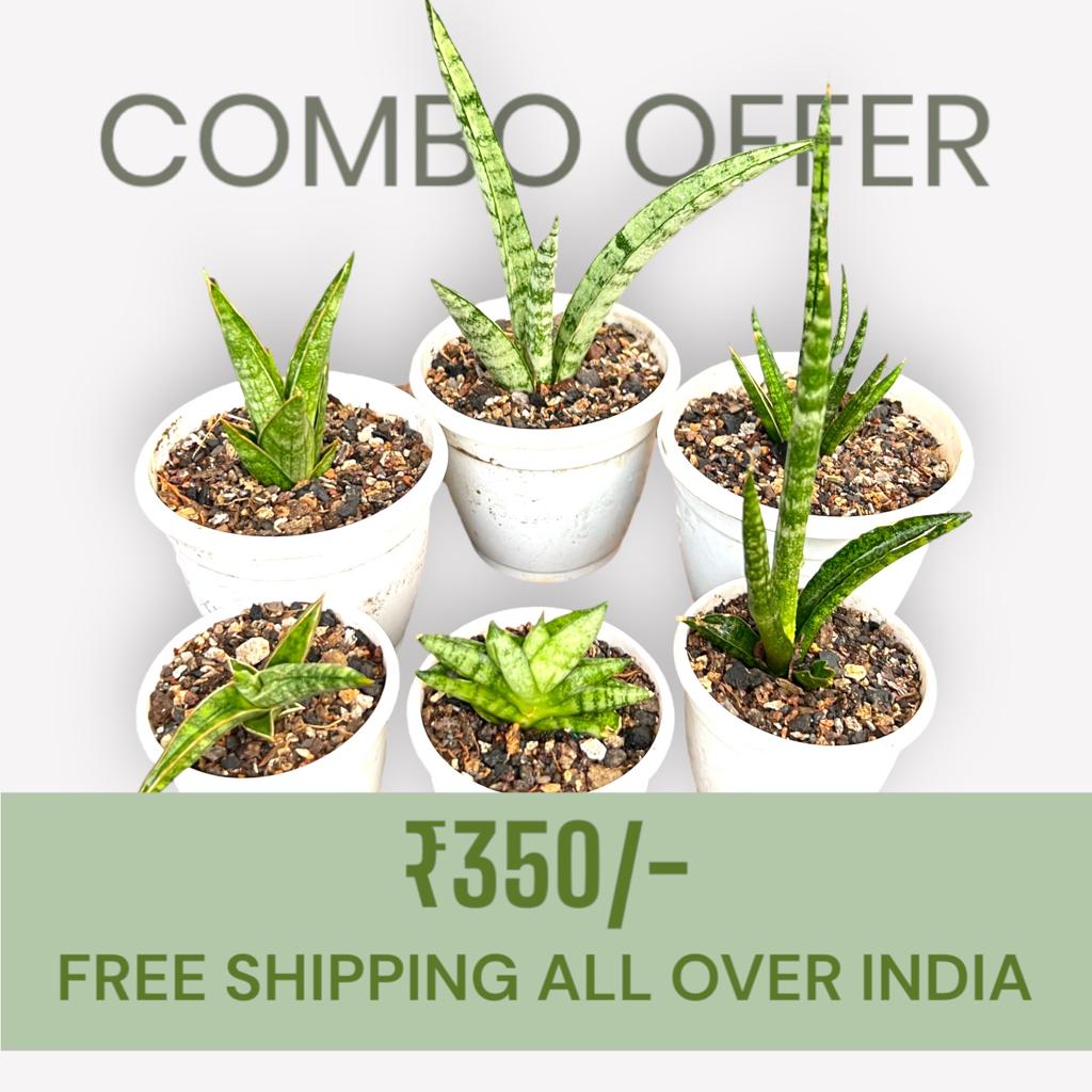Sansevieria Combo Offer Of 6 (E)