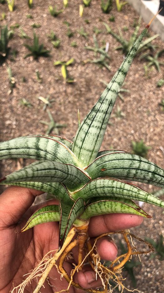 Sansevieria BELLA SILVER