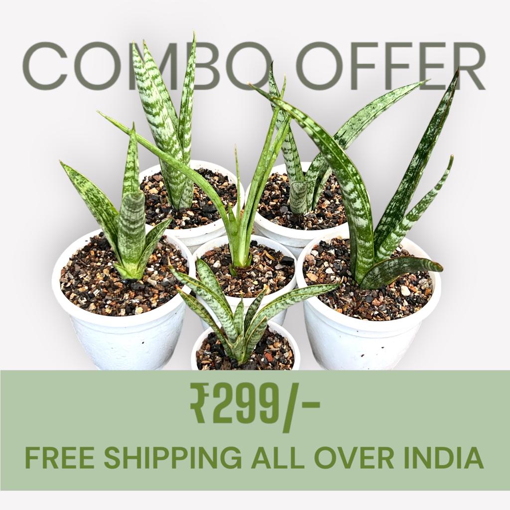 Sansevieria Combo Offer Of 6 (J)