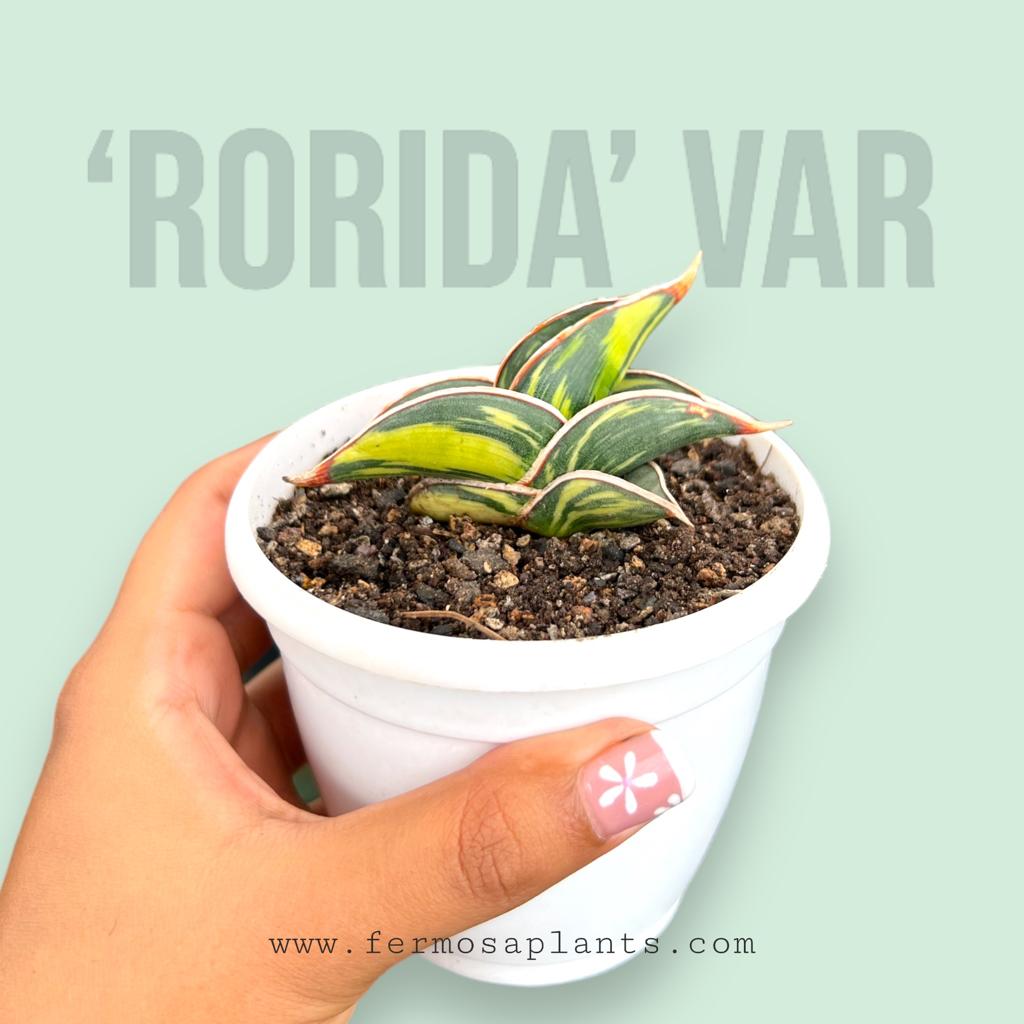 Sansevieria Rorida Variegated