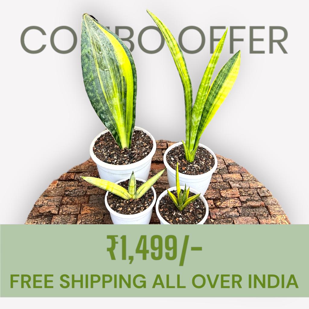Sansevieria Combo #61 (04 Plants)