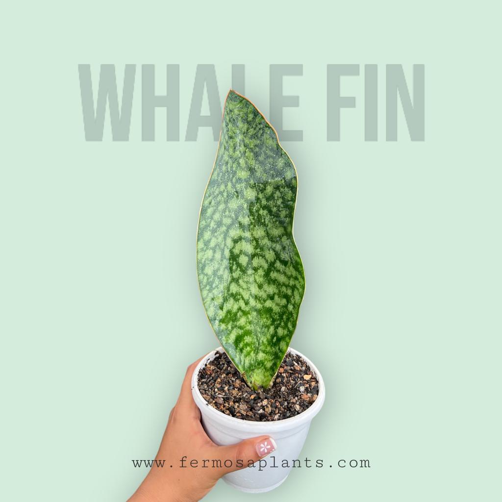 Sansevieria Whale fin Green (Single Leaf)