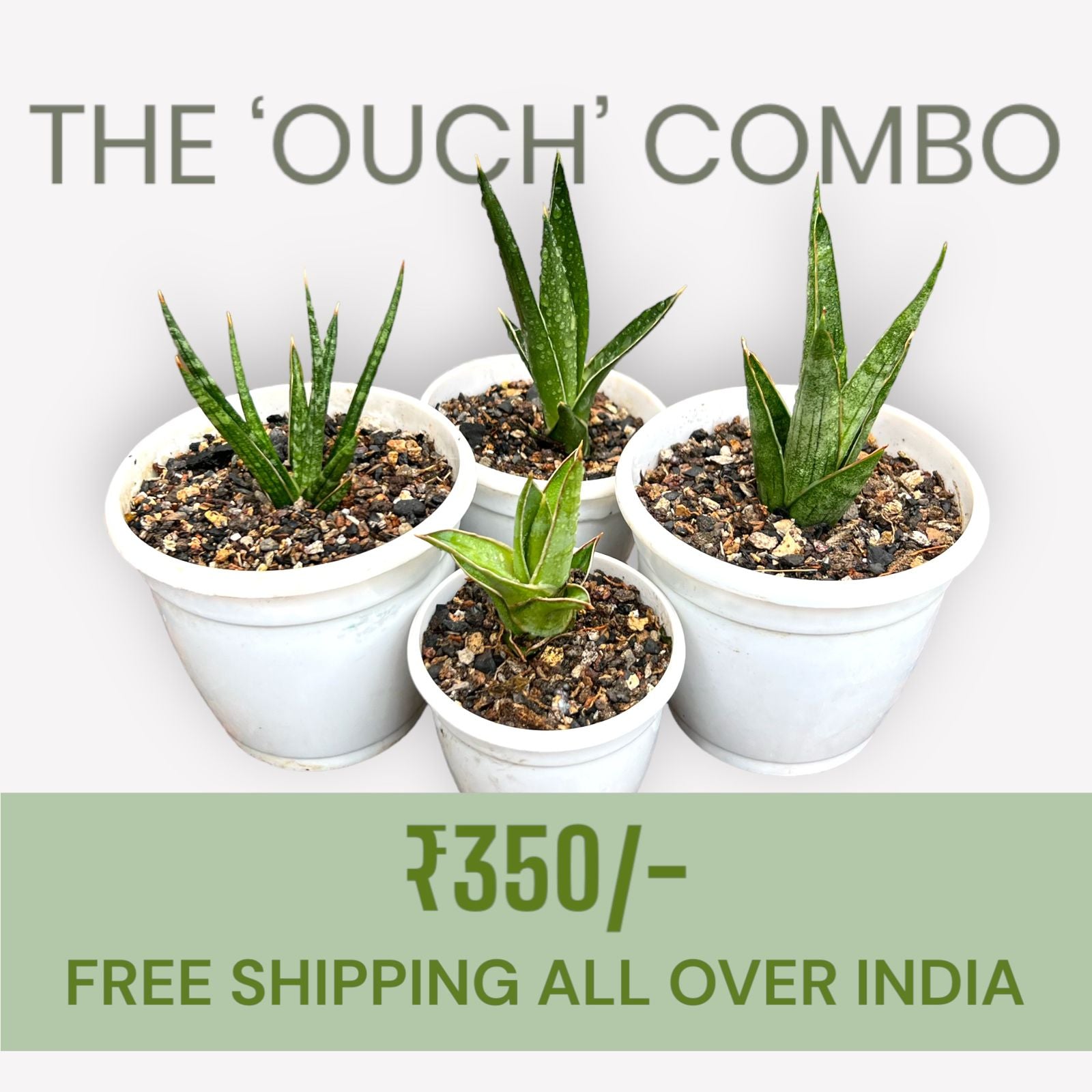 Sansevieria Combo Offer Of 4 (I)