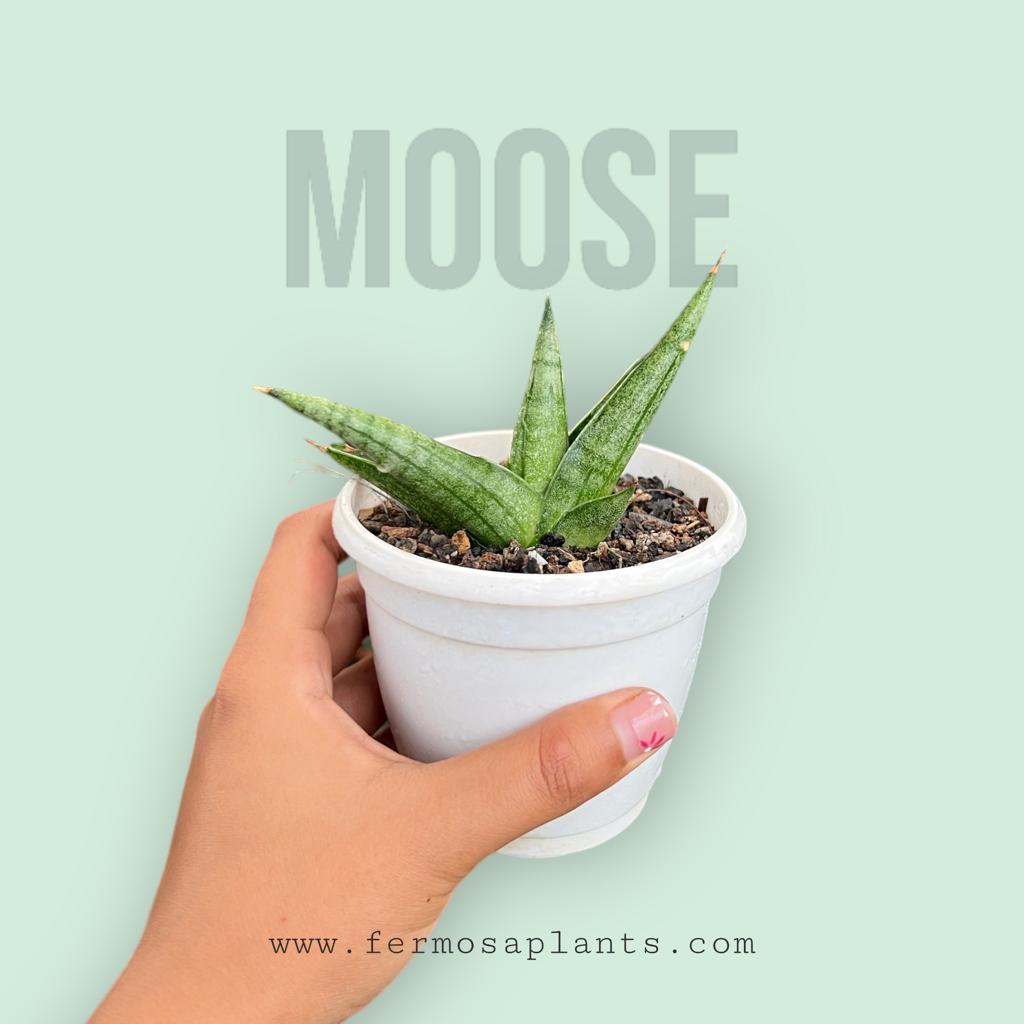 Sansevieria Moose