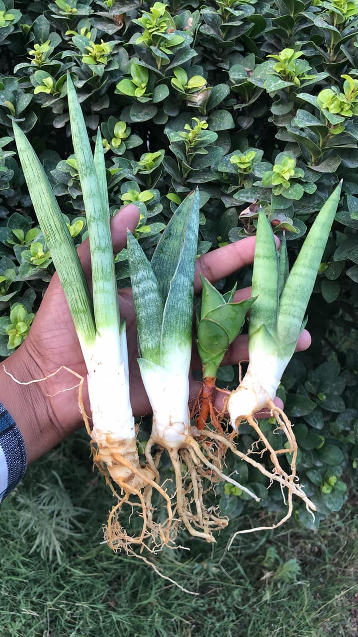 Sansevieria Combo #12 (Four Plants)