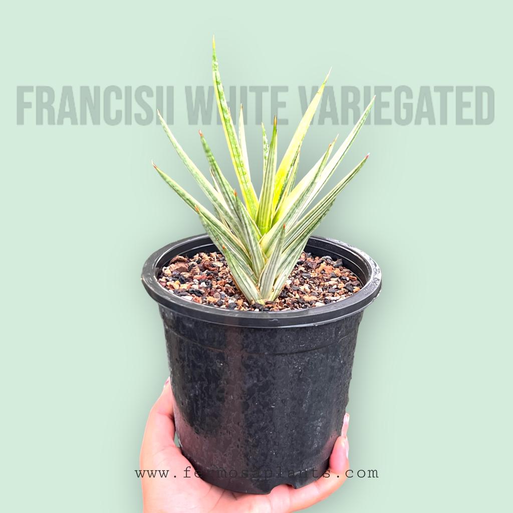 Sansevieria Francisii White Variegated