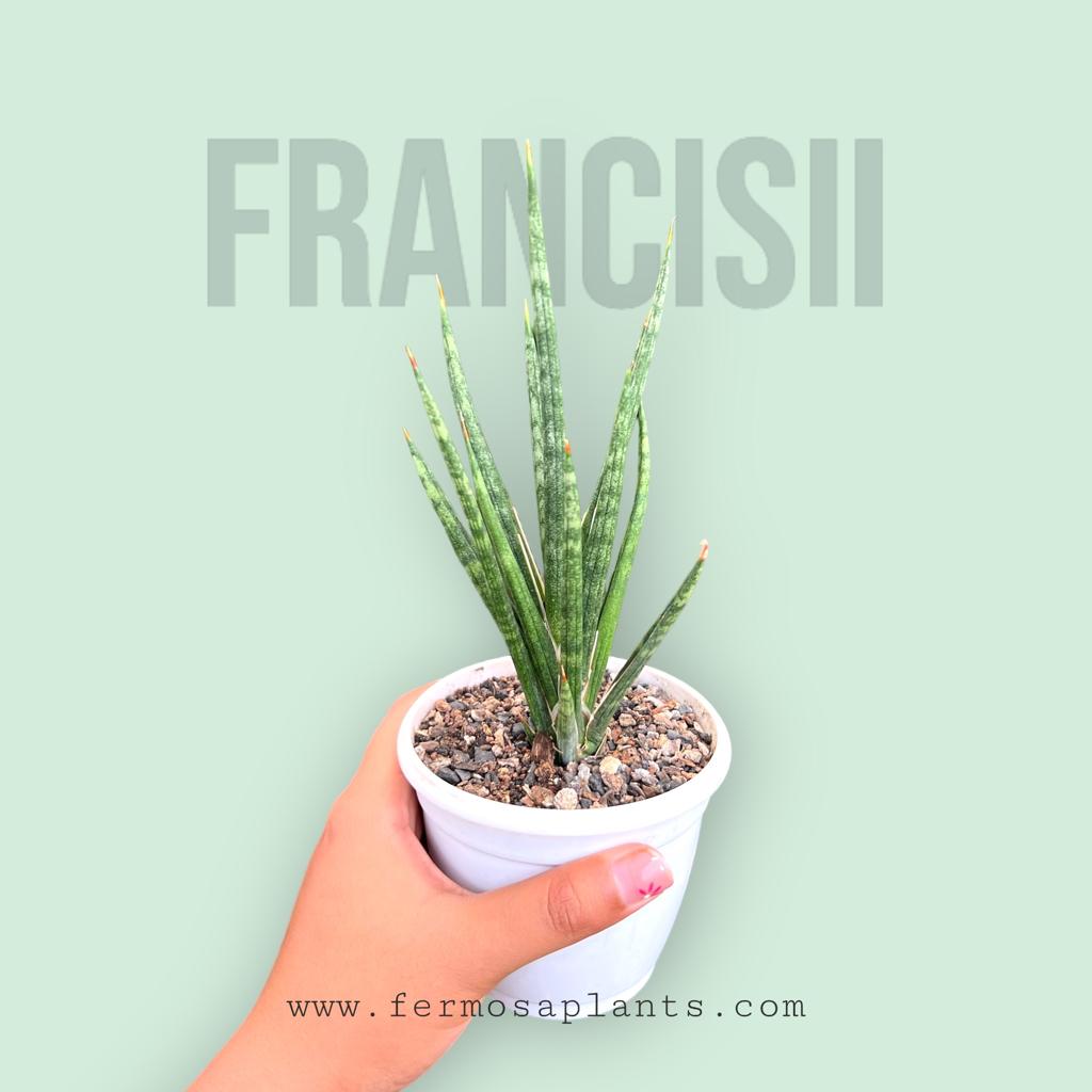 Sansevieria Francisii