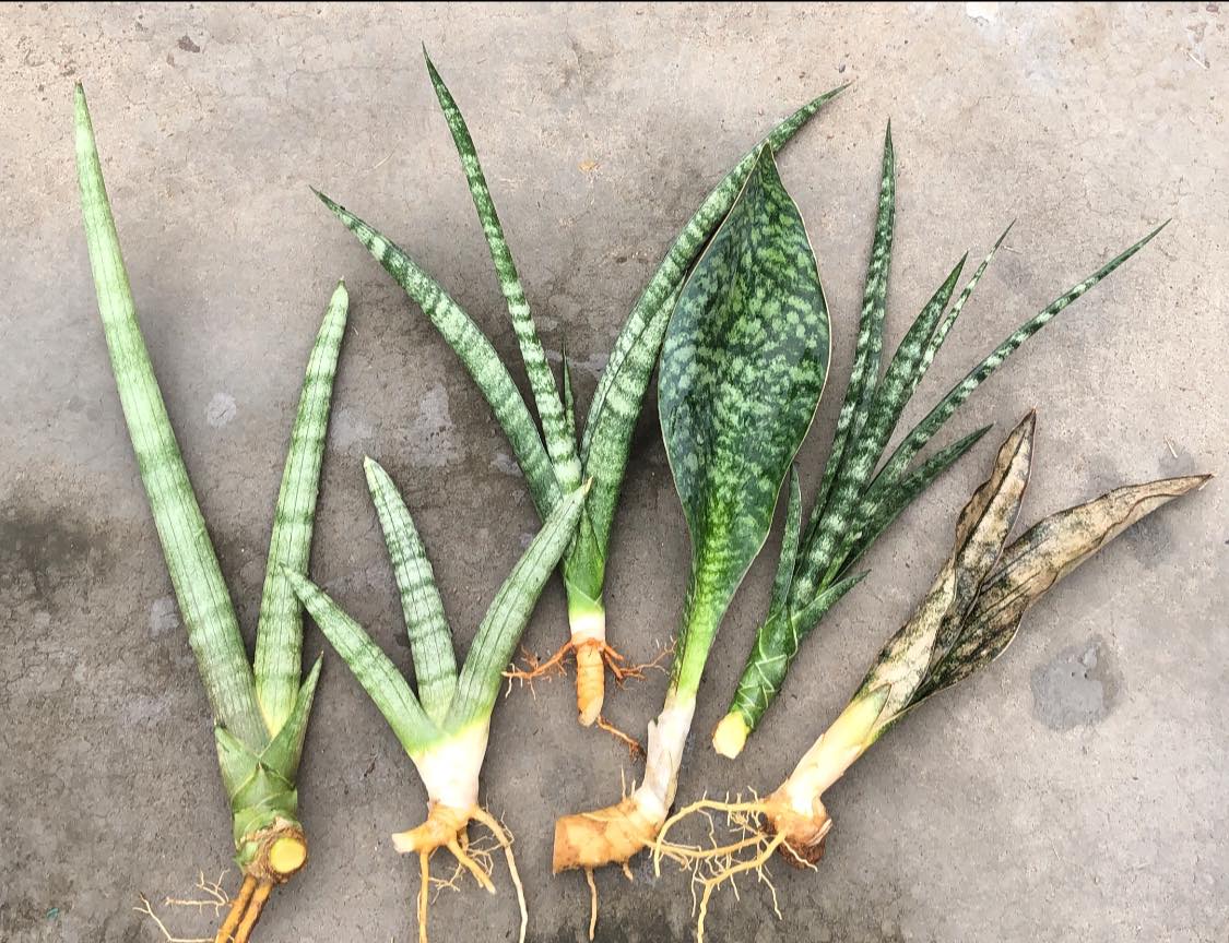 Sansevieria Combo #01 (Six Hybrids)
