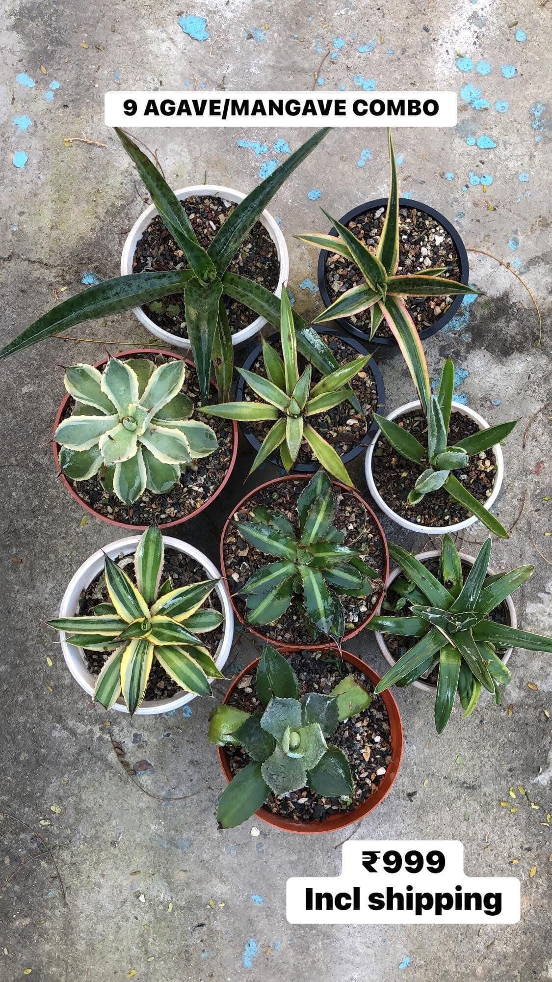 Agaves/Mangave Combo #121 (nine plants)