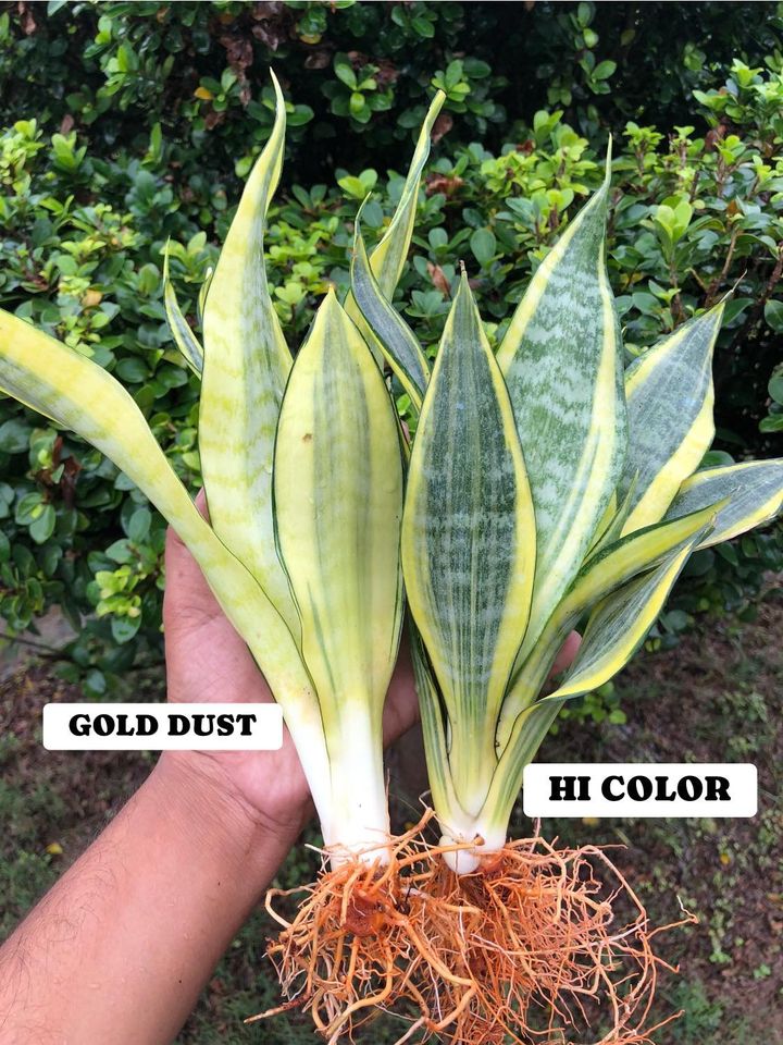 Sansevieria Combo #35 (Two Beautiful Trifas)