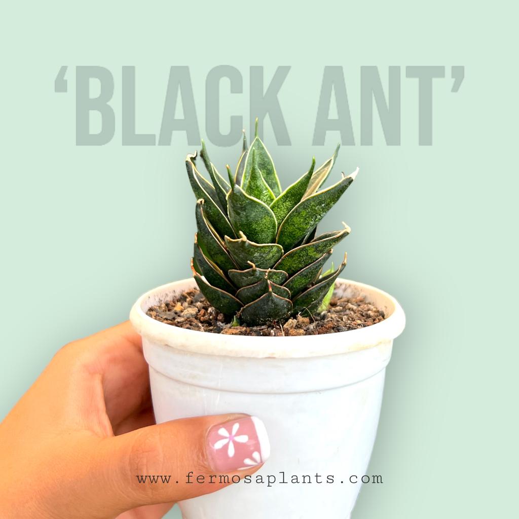 Sansevieria Hybrid 'Black Ant'