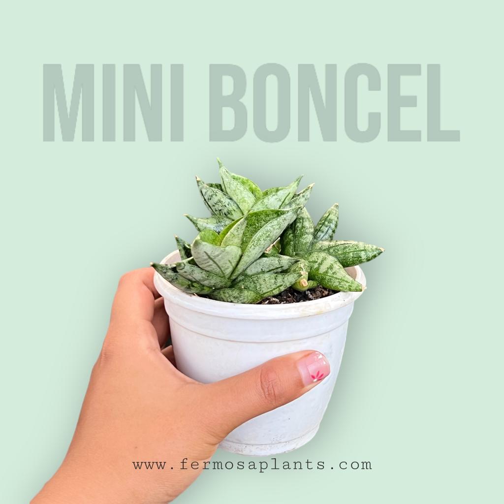 Sansevieria Mini Boncel
