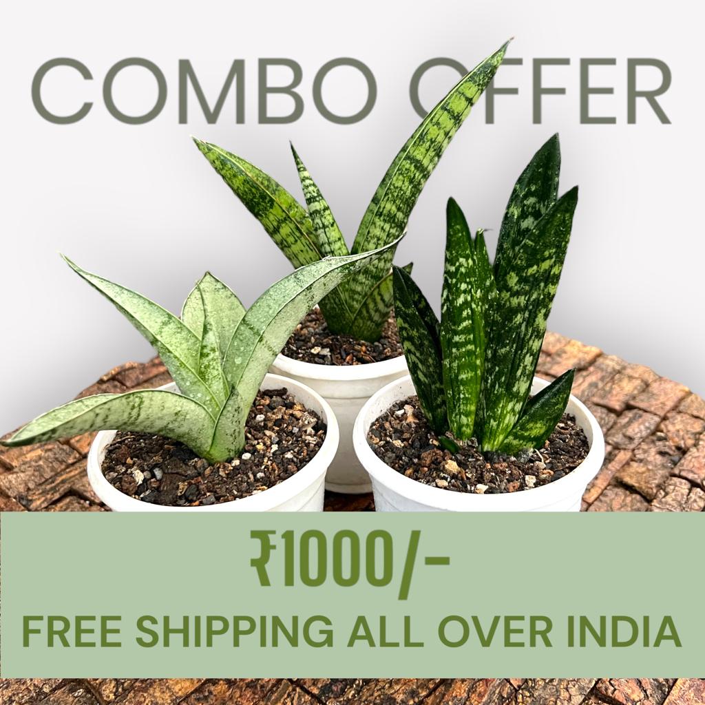 Sansevieria Combo #60 (Three Plants)