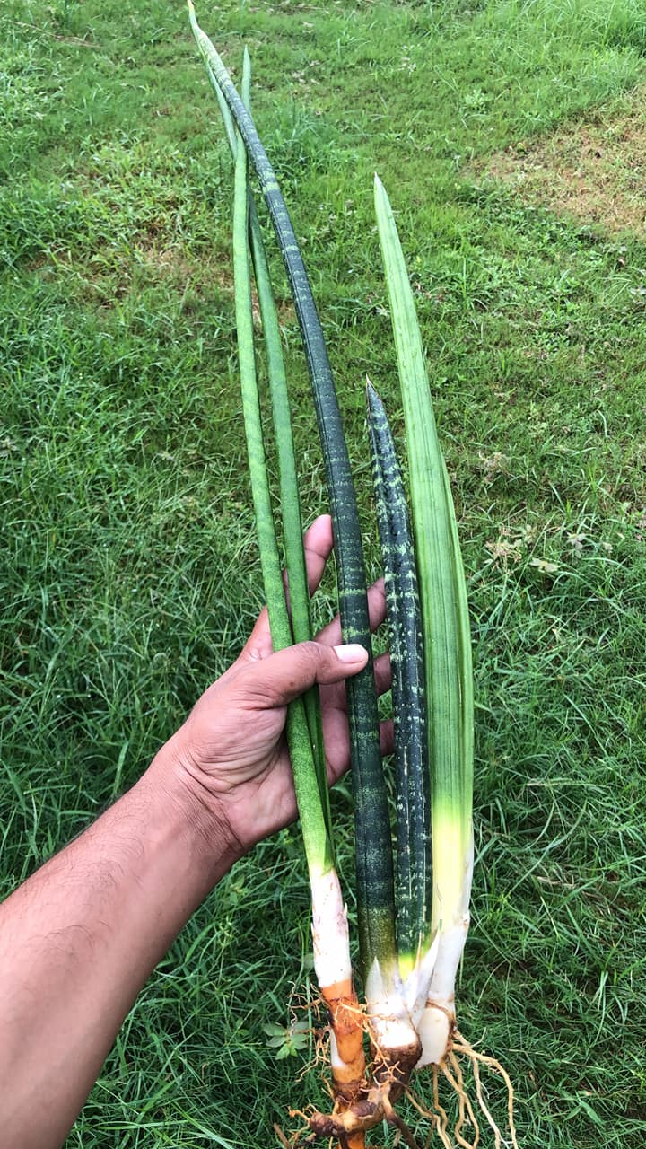 Buy Sansevieria Plant