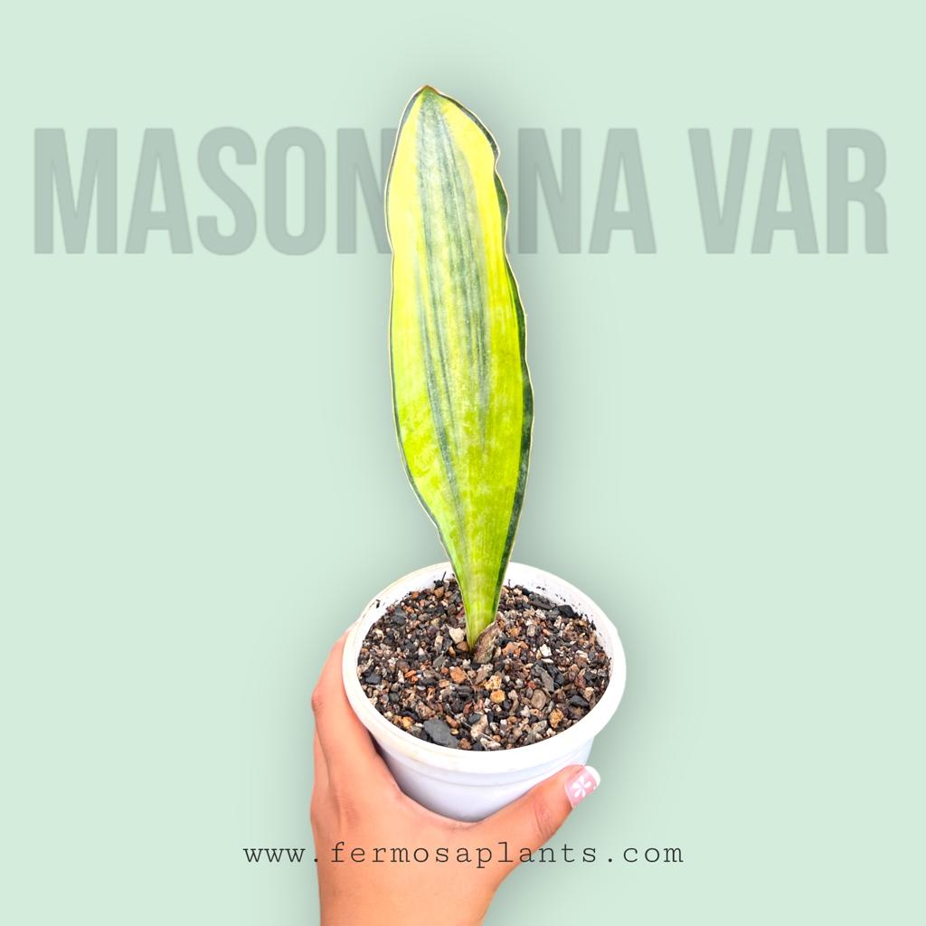 Sansevieria Masoniana White Variegated (Single Leaf)