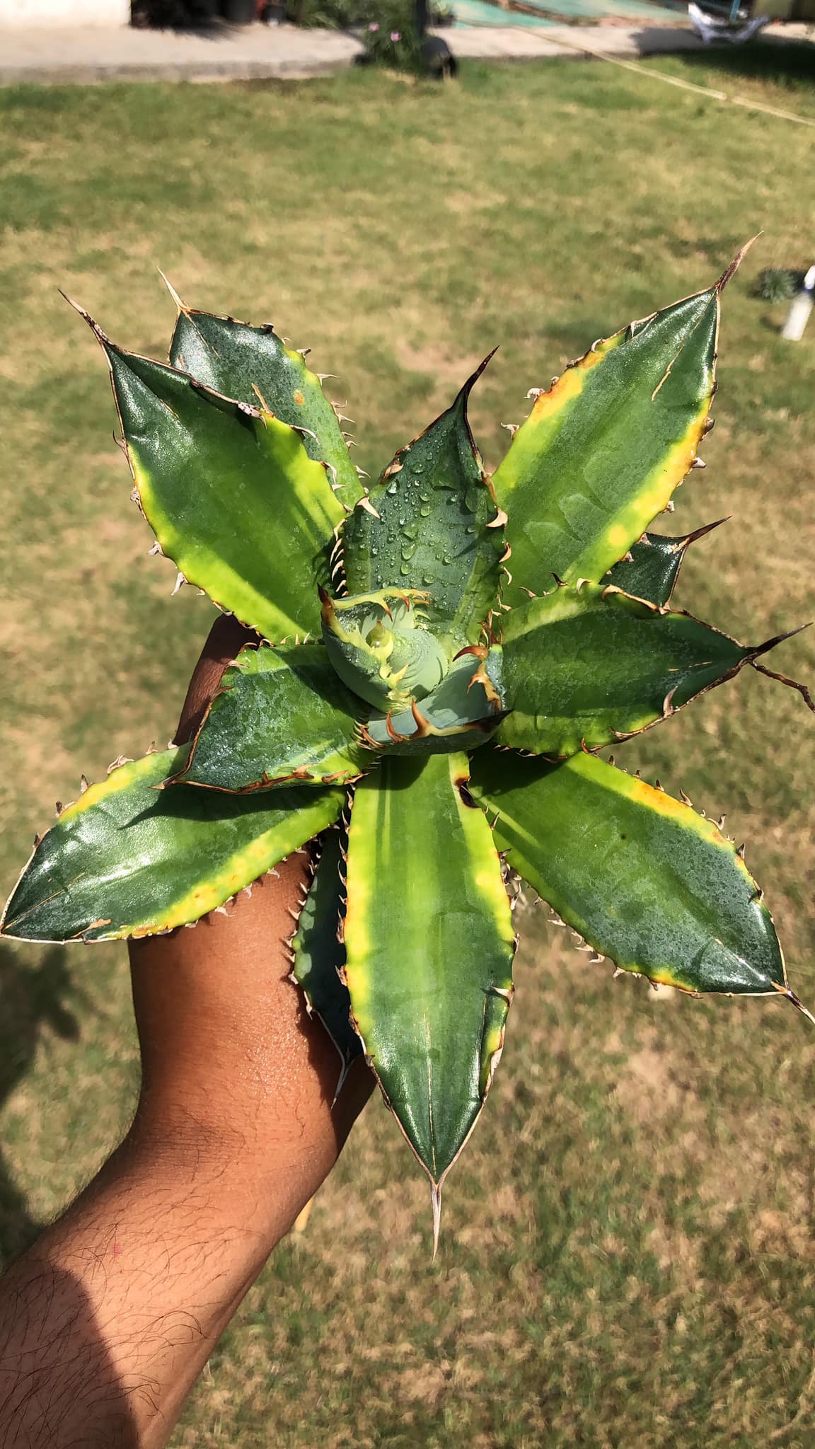 AGAVE BANANA PEEL LARGE PLANT