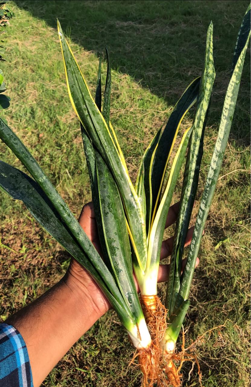 Sansevieria Combo #38 (Three Plants)