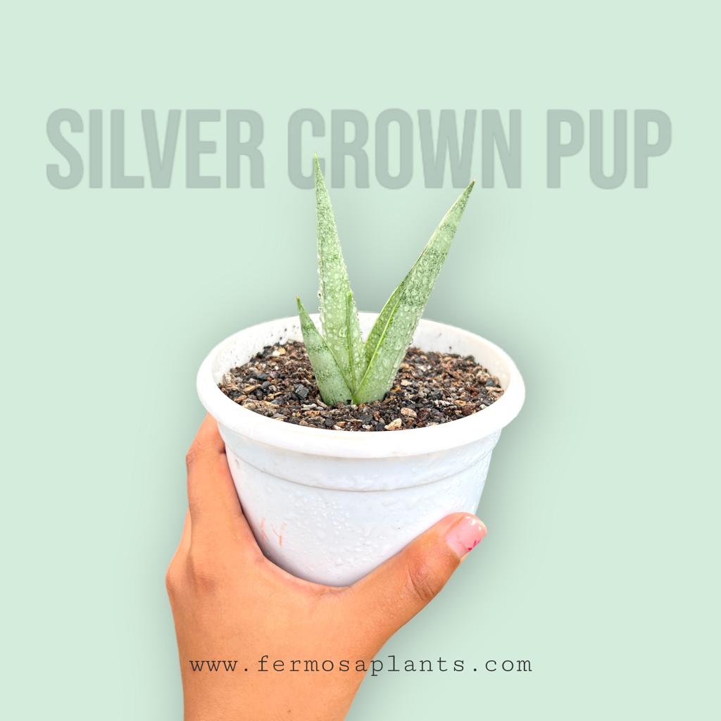 Sansevieria Silver Crown