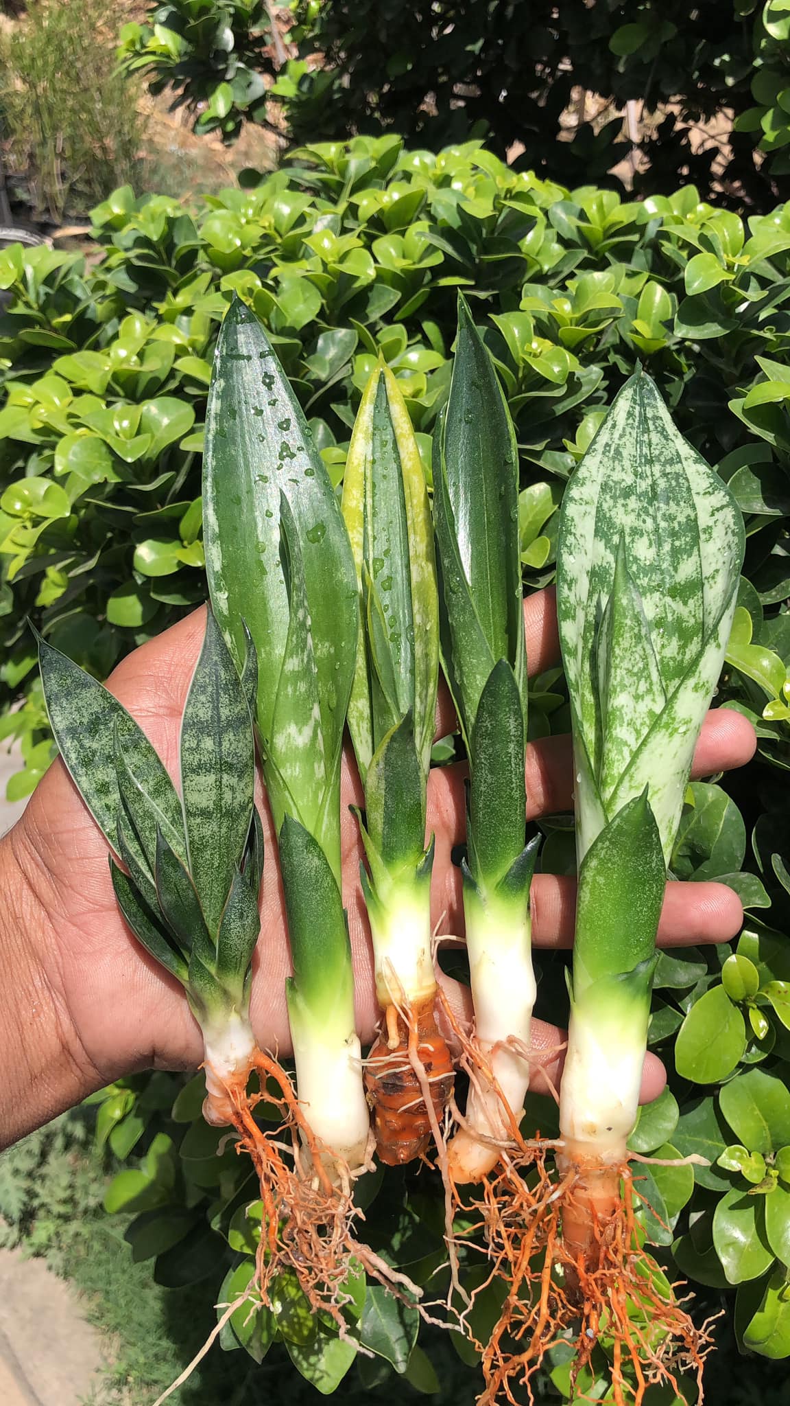 Combo #15 (5 BEAUTIFUL SANSEVIERIA PUPS)