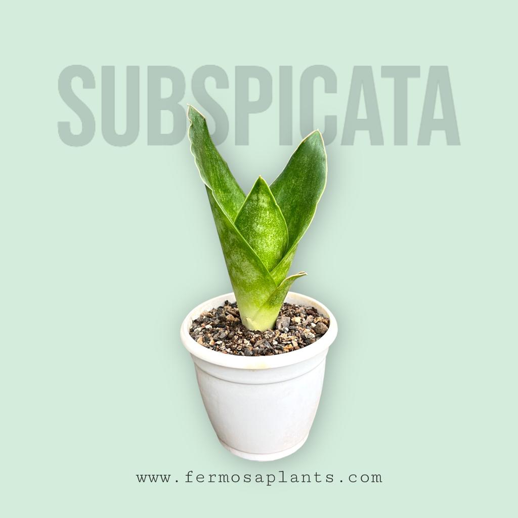 Sansevieria Subspicata
