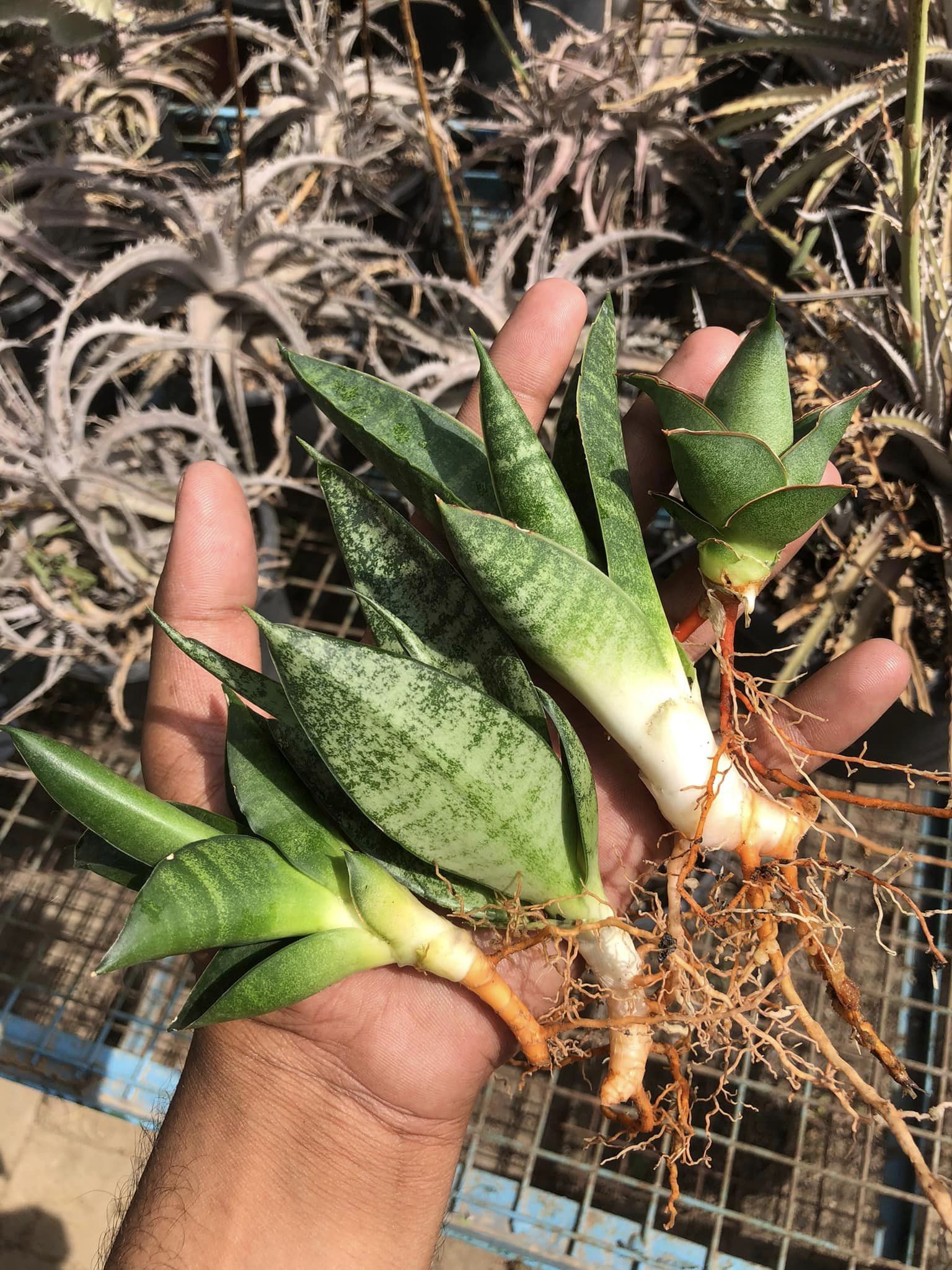 Sansevieria Combo #10 (four Plants)