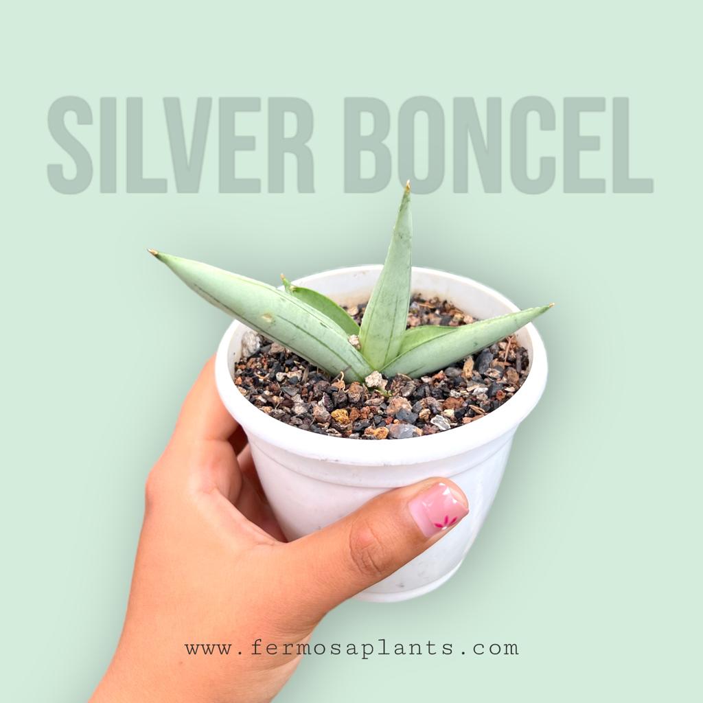 Sansevieria Silver Boncel