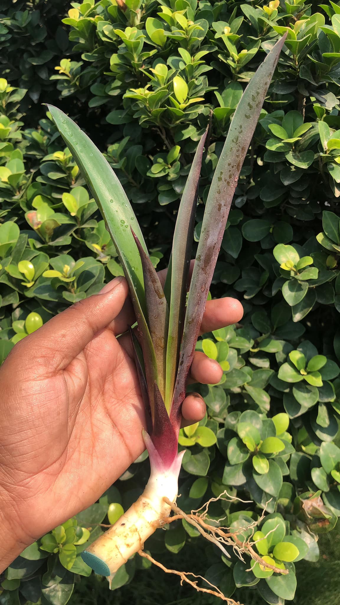 Sansevieria Violet