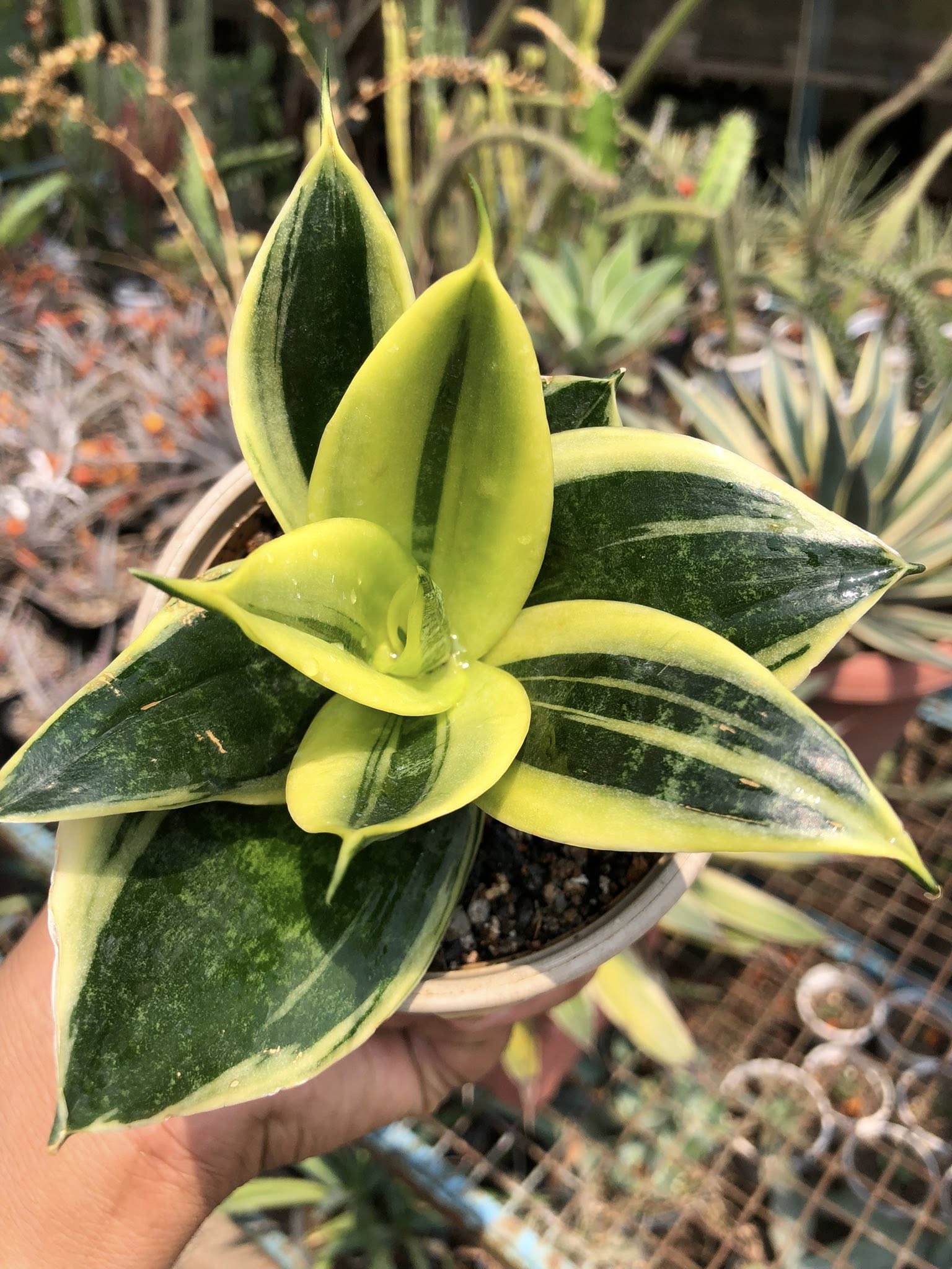 Sansevieria GOLDFLAME DWARF