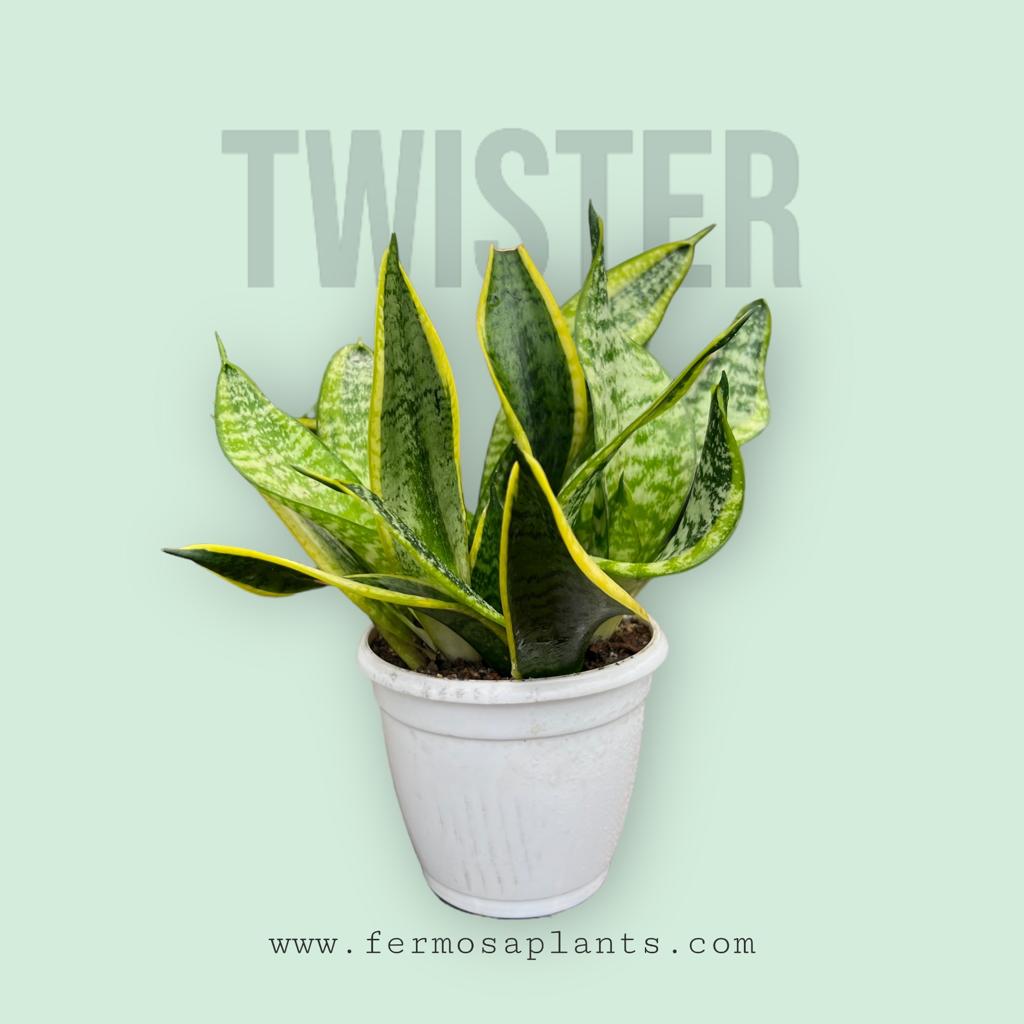 Sansevieria Twister Clump