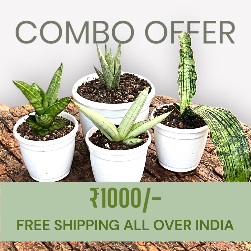 Sansevieria Combo #58 ( Four Plants)
