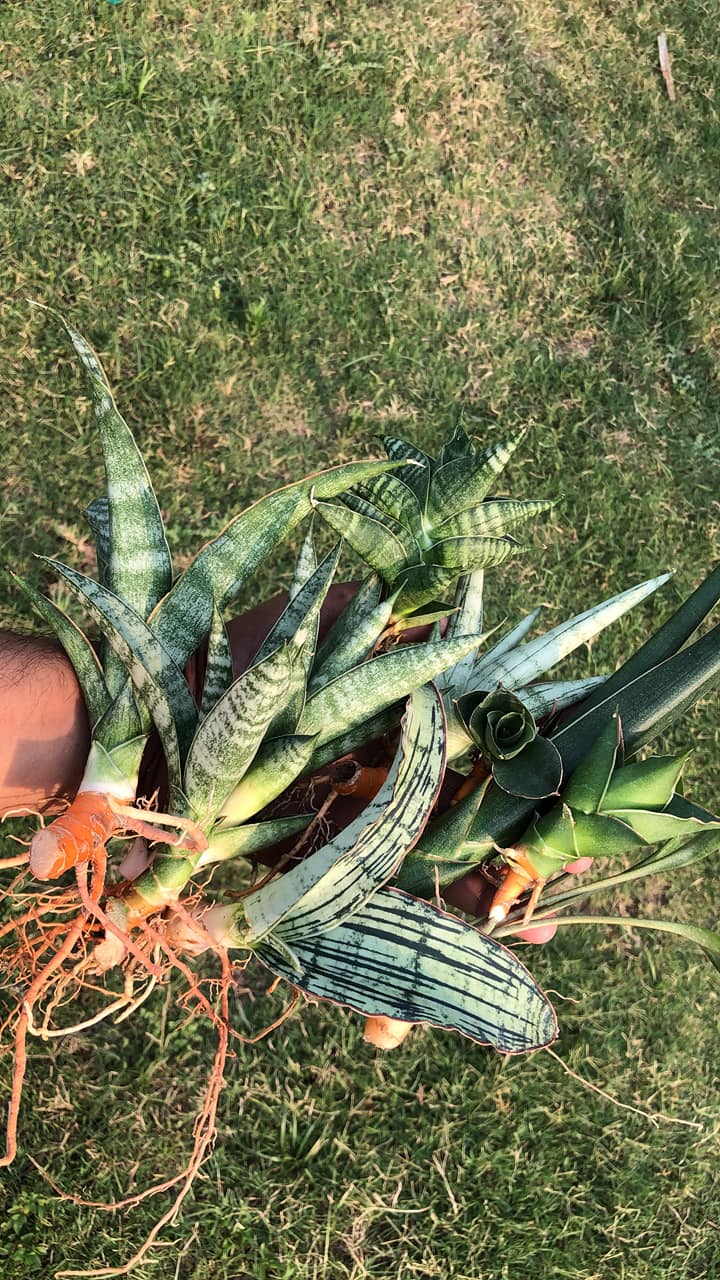 COMBO #103 (10 sansevieria)