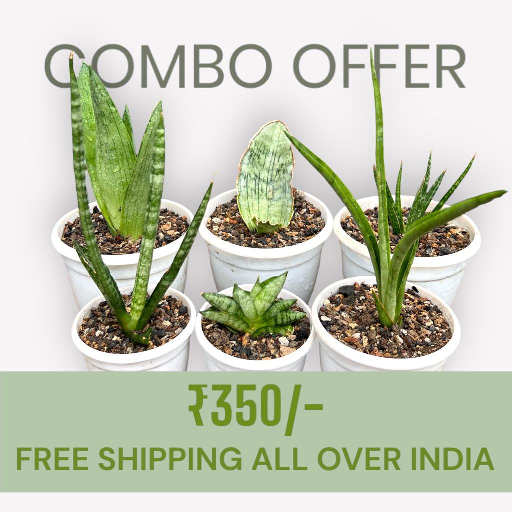 Sansevieria Combo Offer Of 6 (G)