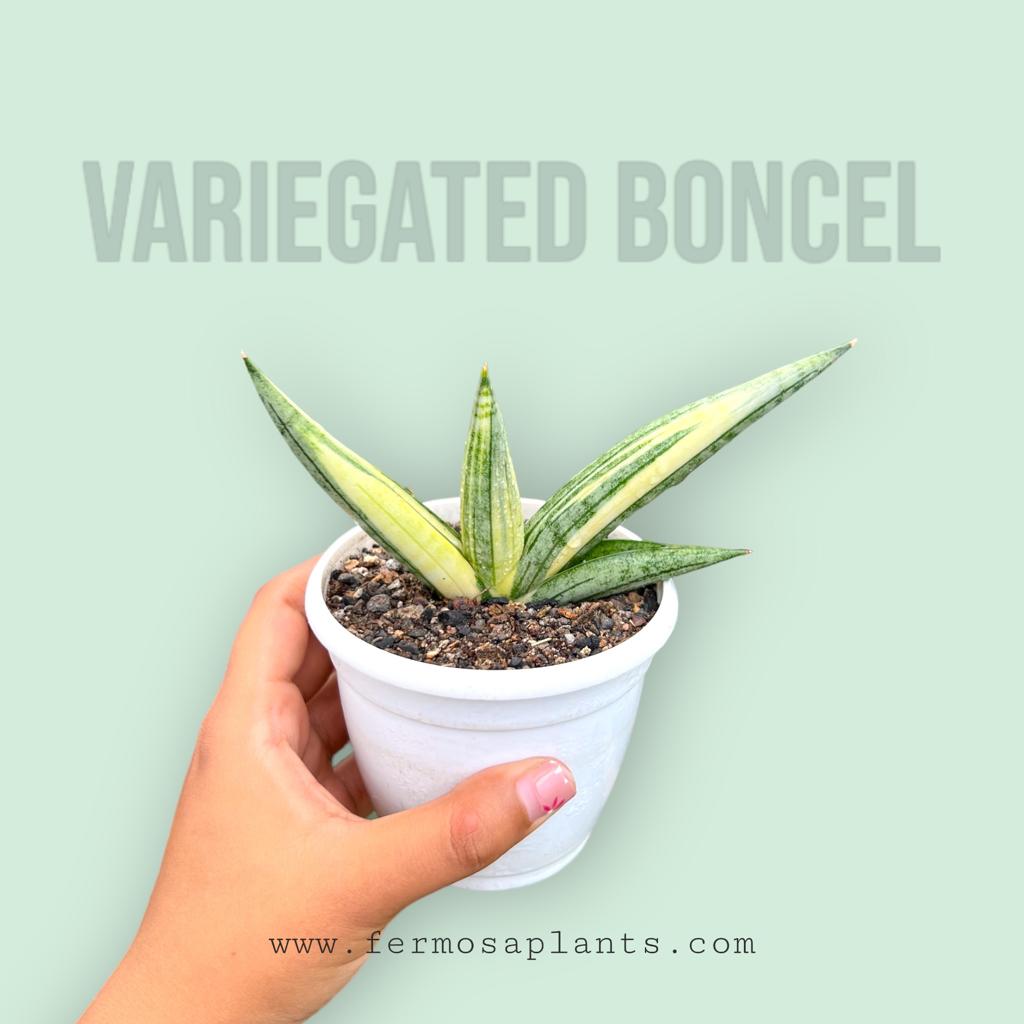 Sansevieria Boncel Variegated (B)