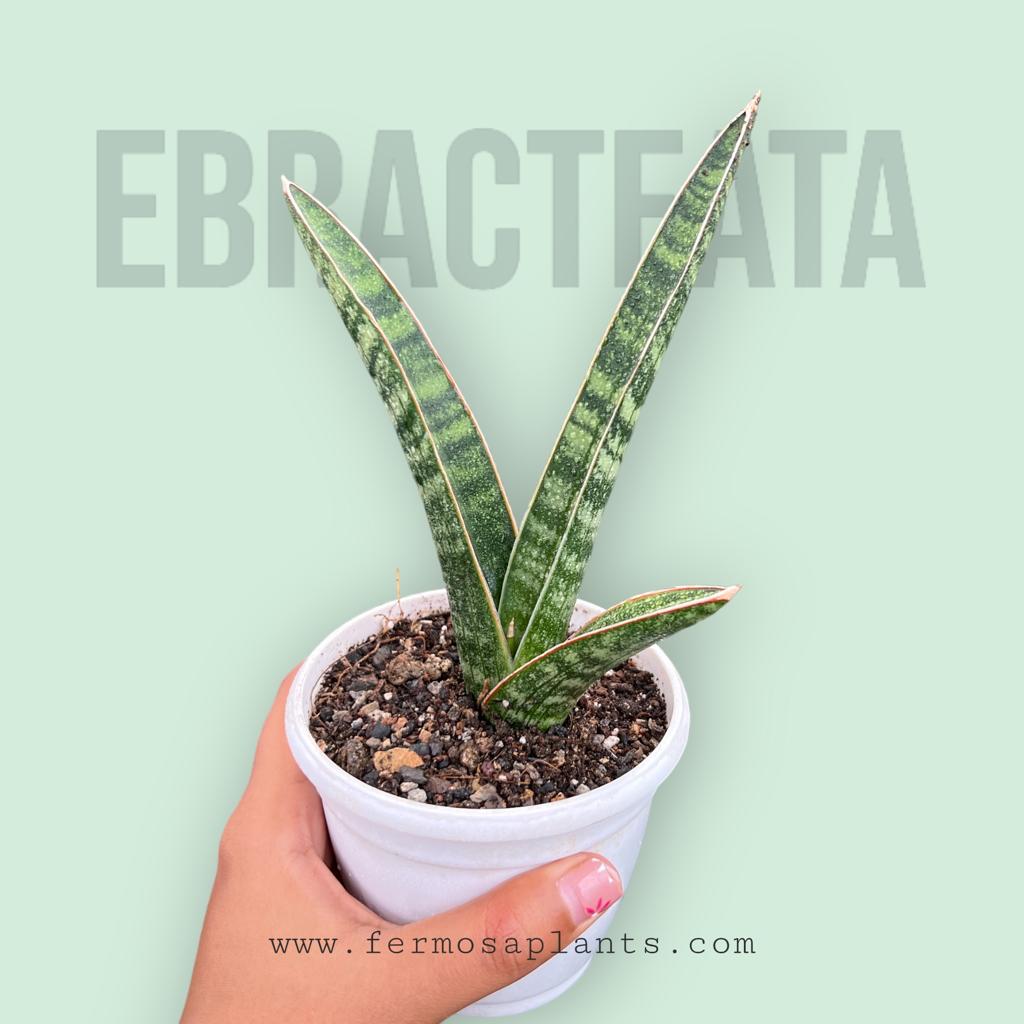 Sansevieria Ebracteata