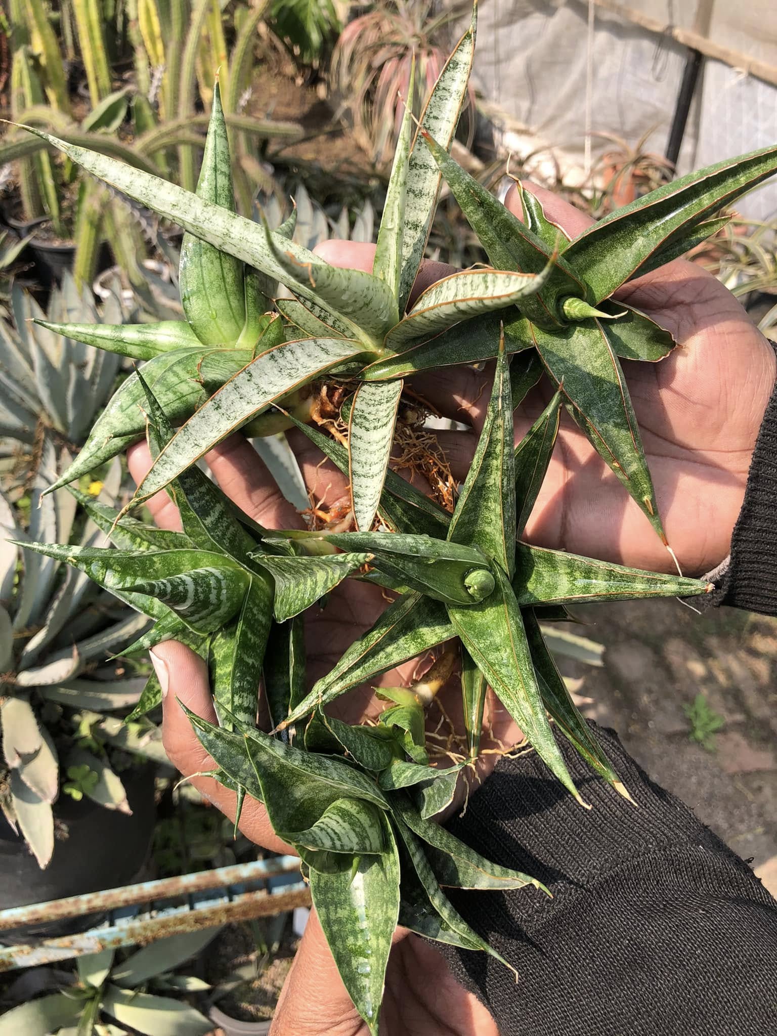 Sansevieria Combo #32 (Six Hybrids)