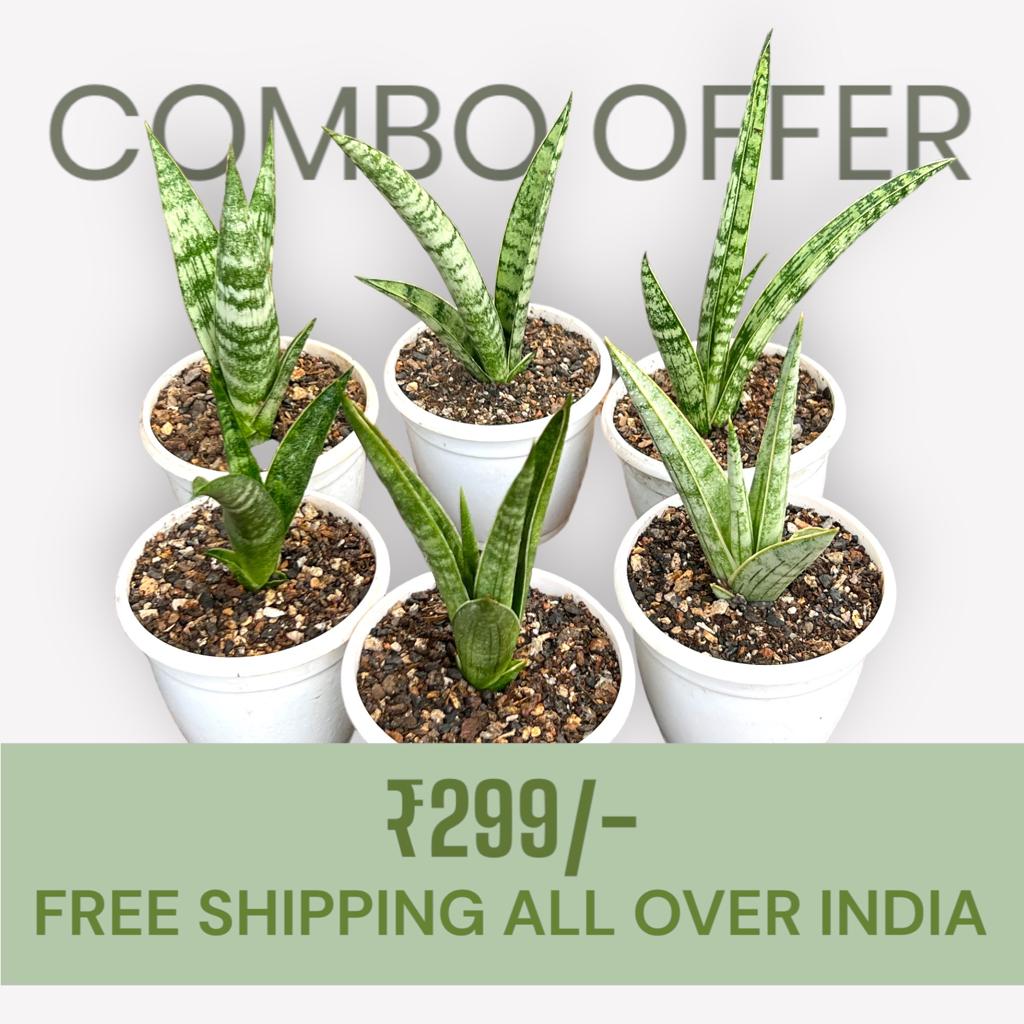 Sansevieria Combo Offer Of 6 (C)