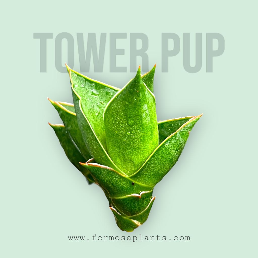 Sansevieria Hybrid 'Tower' pup