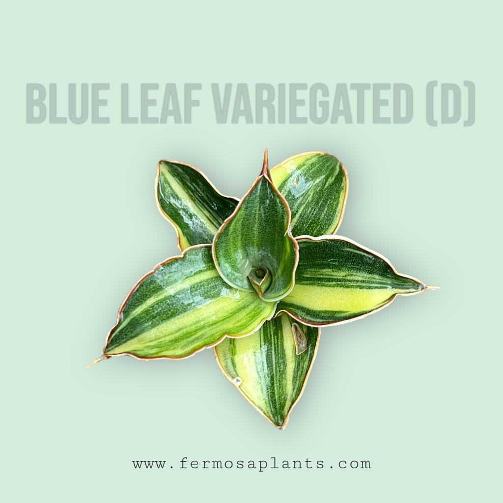 Sansevieria Blue Leaf Variegated (D)