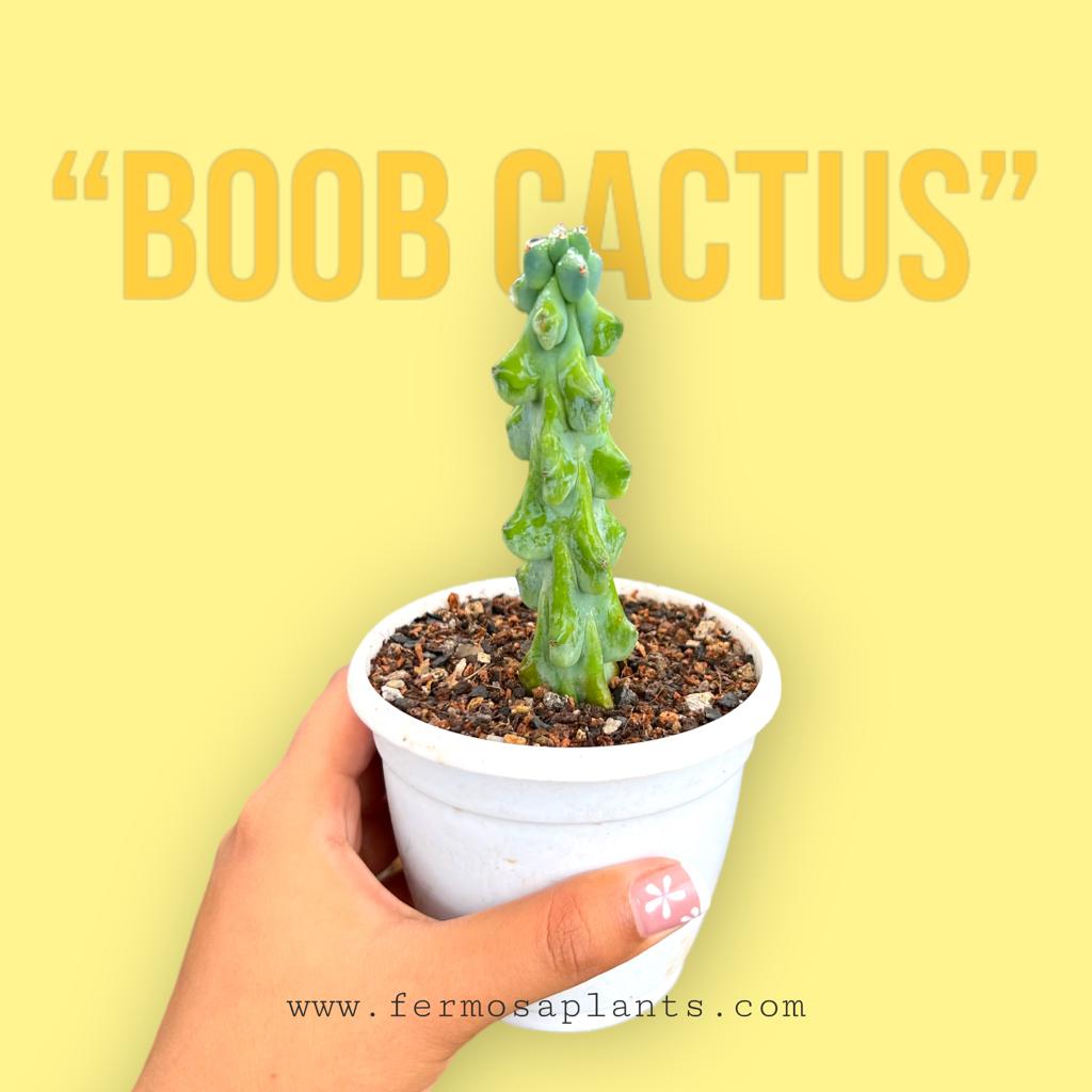 Myrtillocactus Geometrizans Fukurokuryuzinboku