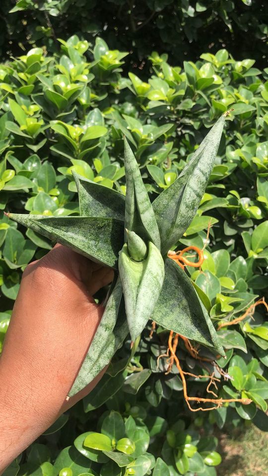Sansevieria Fighter large Pup